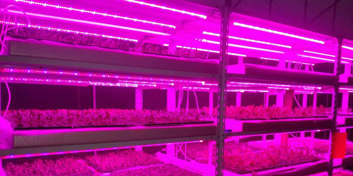 plant growth lighting market decline analysis